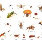 مكافحة حشرات حي الربوة بجدة